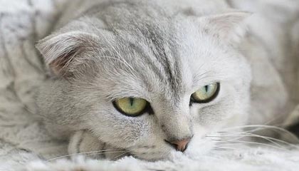 《植物大战僵尸》经典重置版将推出双人模式,操控僵尸进攻好友花园